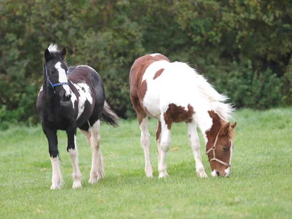 Dos Ponis Jóvenes Color Paran Uno Lado Del Otro Paddock — Foto de Stock