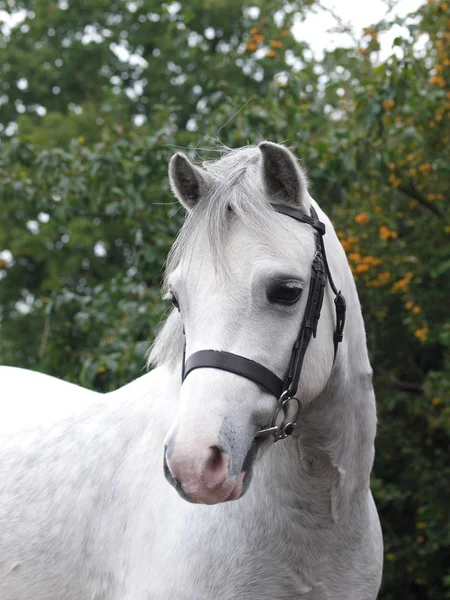 一只灰色的威尔士小马头像 头戴鼻梁 — 图库照片