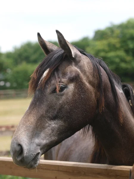 Tiro Cabeza Caballo Pura Raza Gris Paddock Una Granja Sementales — Foto de Stock