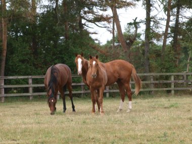 Üç genç safkan damızlık at çiftliğindeki bir çayırda oynuyorlar..