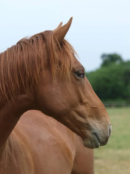 スタッドファームのパドックで栗のサラブレッドの馬の頭のショット — ストック写真