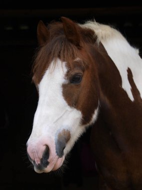 Çingene Koçbaşı Kafası Siyah bir arka planda