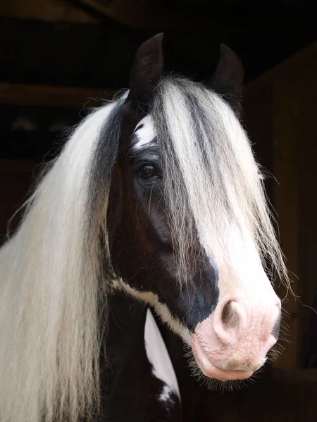 Colpo Alla Testa Uno Zingaro Pony Pannocchia Contro Uno Sfondo — Foto Stock