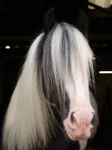 Een Hoofd Shot Van Een Zigeuner Kolf Pony Tegen Een — Stockfoto