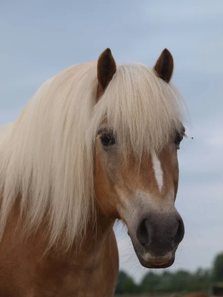 Výstřel Hlavy Ohromujícího Koně Haflinger Dlouhou Lněnou Hřívou — Stock fotografie