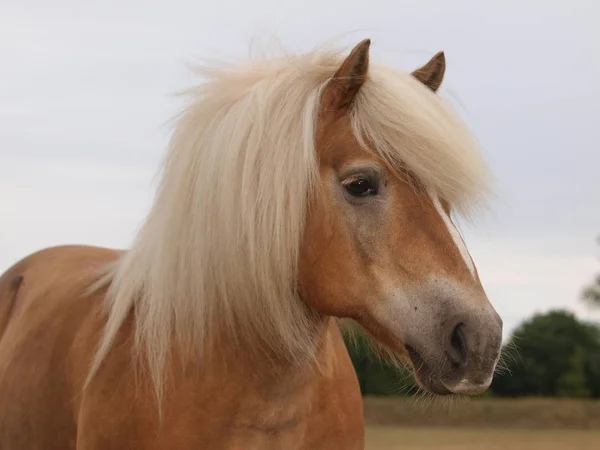 長い亜麻仁の馬と見事なハフリンガー馬の頭のショット — ストック写真