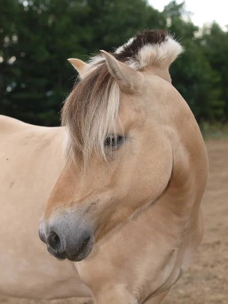 Disparo Cabeza Impresionante Pony Fiordo Con Una Melena Tradicionalmente Recortada —  Fotos de Stock