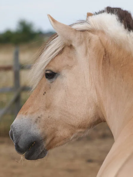 Disparo Cabeza Impresionante Pony Fiordo Con Una Melena Tradicionalmente Recortada — Foto de Stock