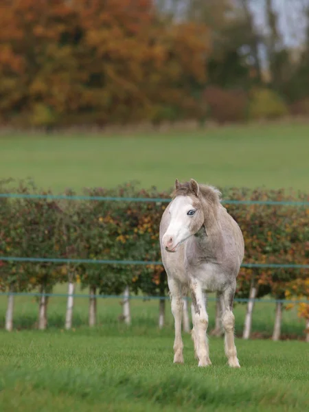 Ein Hübsches Graues Junges Pony Steht Schönem Licht — Stockfoto