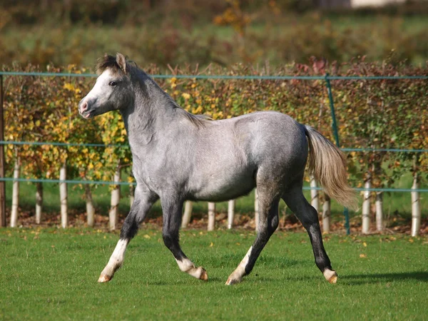 Young Grey Welsh Pony Plays Paddock — 스톡 사진