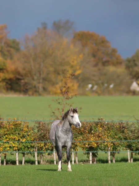 Söt Grå Ung Ponny Som Står Vackert Ljus — Stockfoto