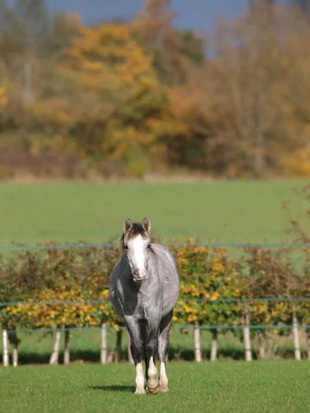 Pretty Grey Young Pony Standing Beautiful Light — Stok fotoğraf