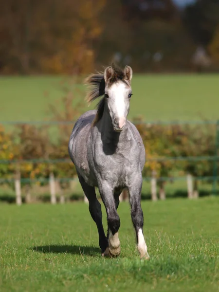 Молодой Серый Валлийский Пони Играет Загоне — стоковое фото