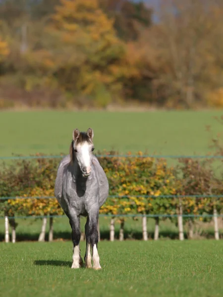 Ein Hübsches Graues Junges Pony Steht Schönem Licht — Stockfoto