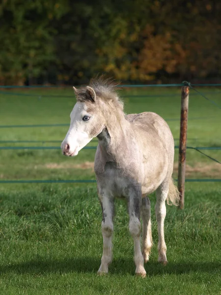 Pretty Grey Young Pony Standing Beautiful Light — Stock fotografie