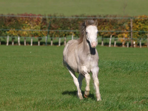 Joven Pony Gris Galés Juega Paddock — Foto de Stock