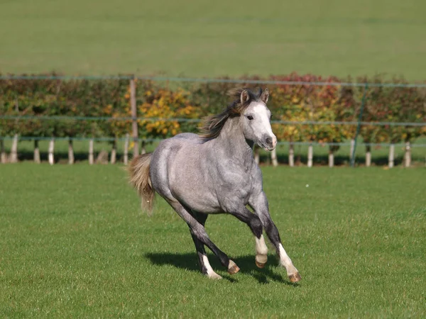 Een Jonge Grijze Welshe Pony Speelt Een Paddock — Stockfoto