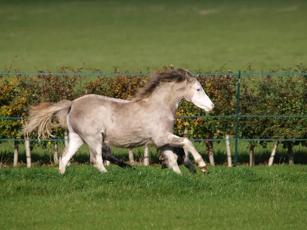 Jeune Poney Gallois Gris Joue Dans Enclos — Photo