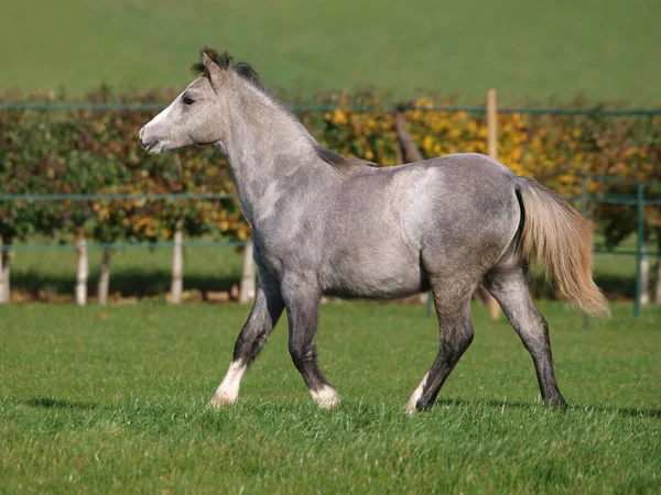 Joven Pony Gris Galés Juega Paddock — Foto de Stock