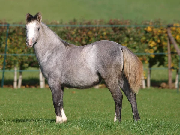 Joli Jeune Poney Gris Debout Dans Une Belle Lumière — Photo