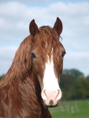 Kestane rengi Galli bir aygırın kafasından..