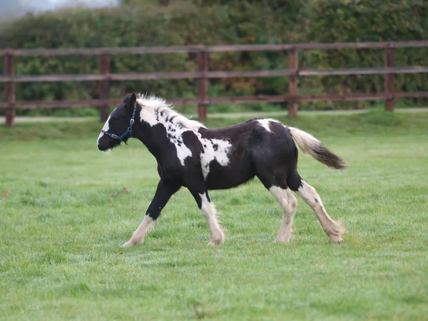 Een Jong Scheef Veulen Speelt Een Gras Paddock — Stockfoto