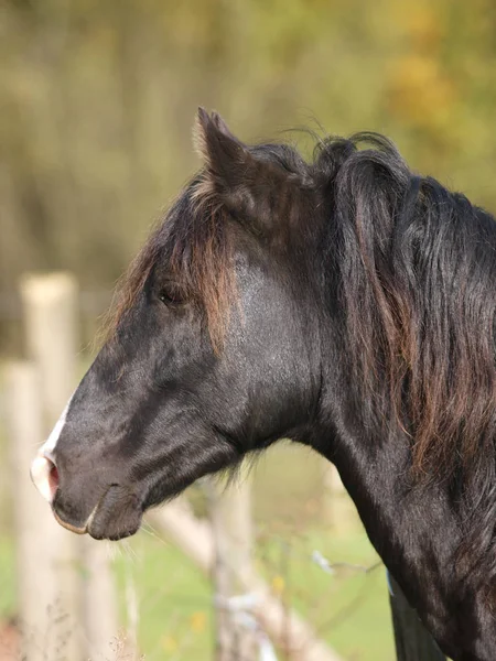 フェンスを見下ろす黒いウェールズの種牡馬の頭のショット — ストック写真