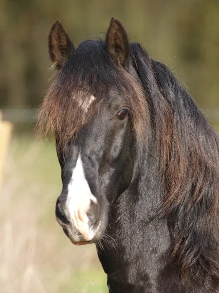 Headshot Black Welsh Stallion Looking Fence — Stockfoto