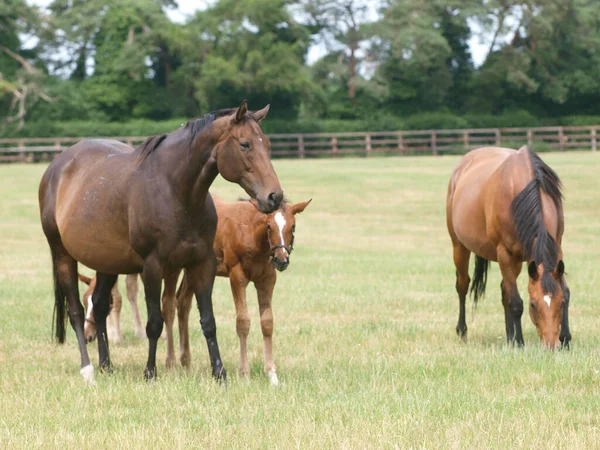 Een Groep Merries Veulens Een Prachtig Grasveld Een Stoeterij — Stockfoto