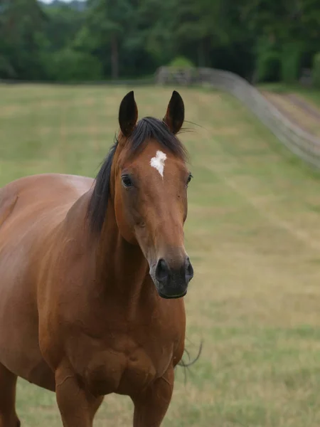 Een Baai Volbloed Paard Staat Een Paddock Een Stoeterij — Stockfoto