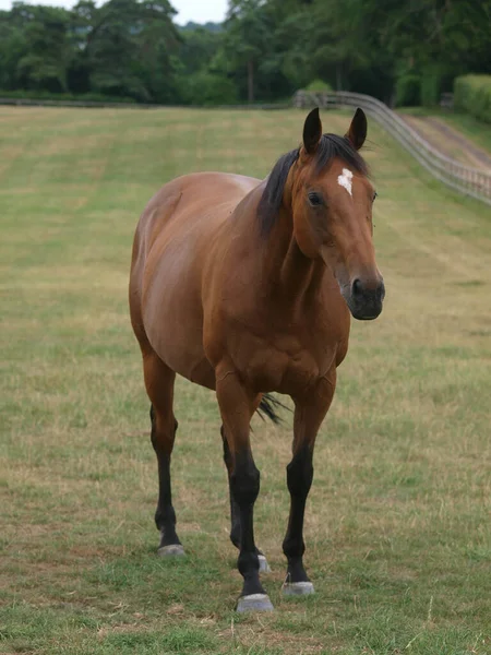 Caballo Pura Sangre Bahía Está Parado Paddock Una Granja Sementales — Foto de Stock