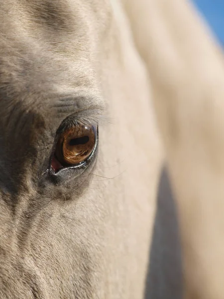 Close Shot Eye Cream Horse — Stock Photo, Image