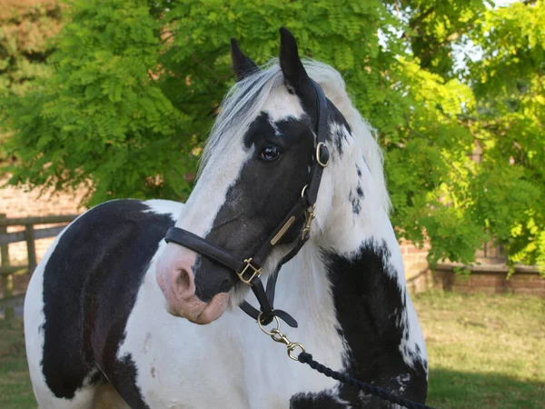 Een Hoofdschot Van Een Mooi Paard Tegen Een Natuurlijke Achtergrond — Stockfoto