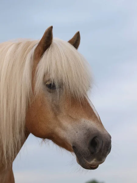 長い亜麻仁の馬と見事なハフリンガー馬の頭のショット — ストック写真