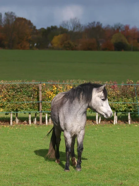Ein Hübsches Junges Walisisches Pony Steht Einer Grasbewachsenen Koppel — Stockfoto