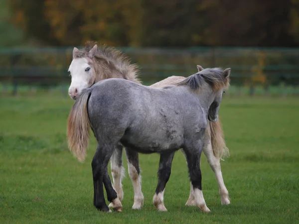 Zwei Junge Walisische Ponys Interagieren Gemeinsam Auf Einer Koppel — Stockfoto