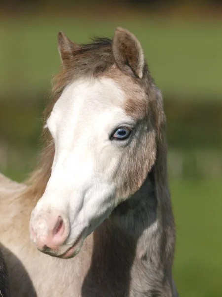 Headshot Young Welsh Pony Blue Eye Standing Paddock — Stock Photo, Image