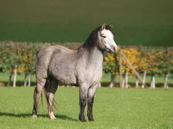一只漂亮的威尔士小马站在长满青草的围场上 — 图库照片