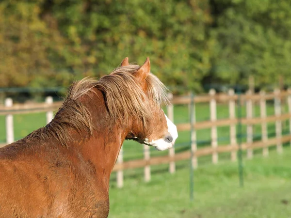 彼の群れを監視するかなり栗の種牡馬の頭のショット — ストック写真