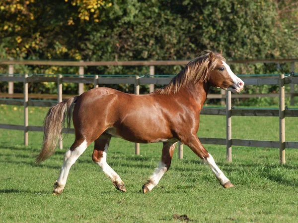 Pony Sección Galesa Castaña Juega Paddock —  Fotos de Stock