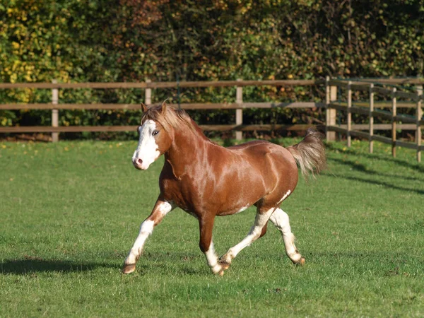 Chestnut Welsh Section Pony Plays Paddock Royalty Free Stock Photos