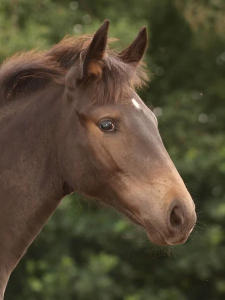 Head Shot Pretty Foal Natural Backdrop — Stock Photo, Image