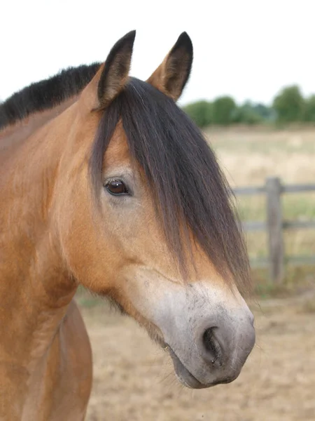 Een Hoofdschot Van Een Mooi Paard Tegen Een Natuurlijke Achtergrond — Stockfoto