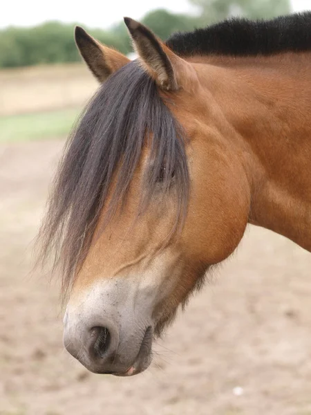 自然を背景に可愛い馬の頭を撃たれた — ストック写真