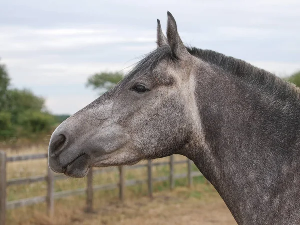 Tiro Cabeça Cavalo Bonito Contra Cenário Natural — Fotografia de Stock