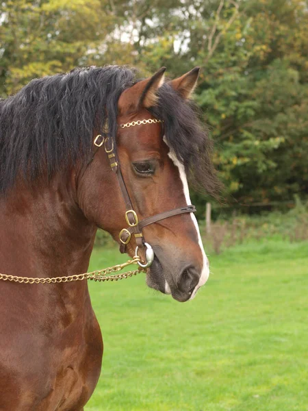 A headshot of a bay Welsh cob stalliion in a bridle.