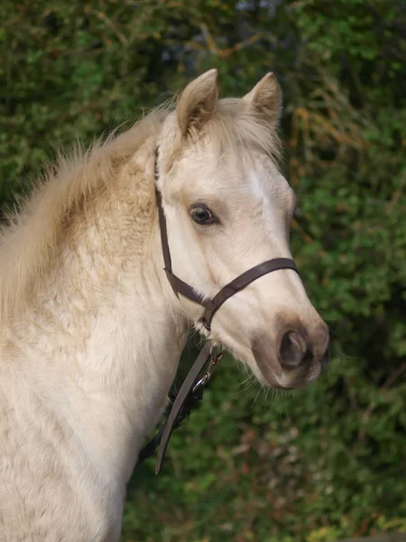 Kopfschuss Eines Cremefarbenen Welsh Pony Fohlens Einem Fohlenslip — Stockfoto