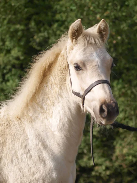 Hlava Záběr Krému Velšský Pony Hříbě Hříbě Uklouznutí — Stock fotografie