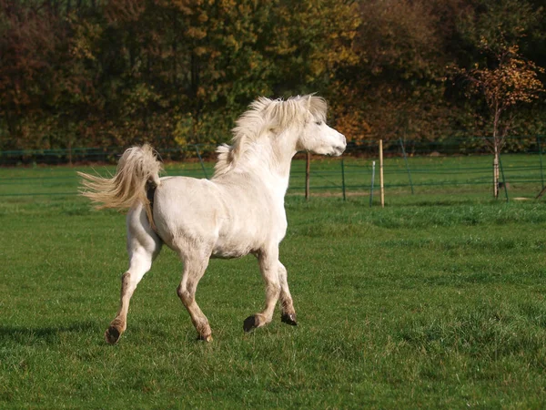 Grey Welsh Section Stallion Plays Paddock — Stockfoto