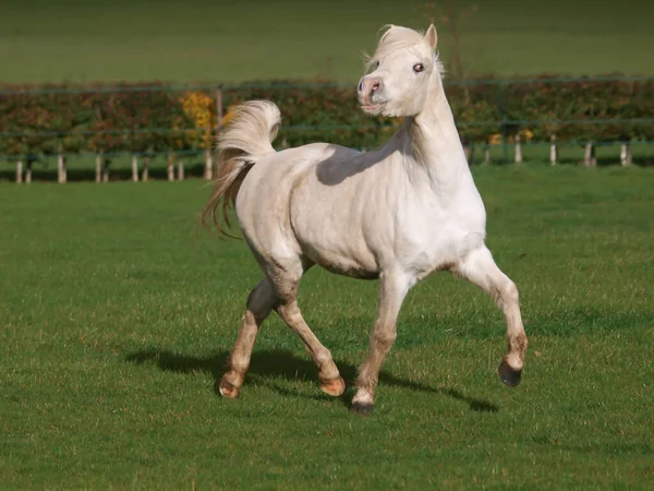 Een Grijze Welsh Section Hengst Speelt Een Paddock — Stockfoto